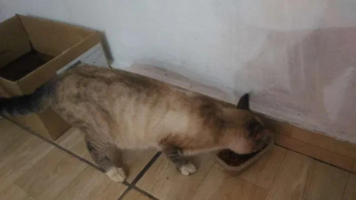 Gato ra a Sem raça definida idade 1 ano nome Gata resgatada