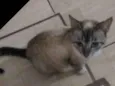 Gata resgatada
