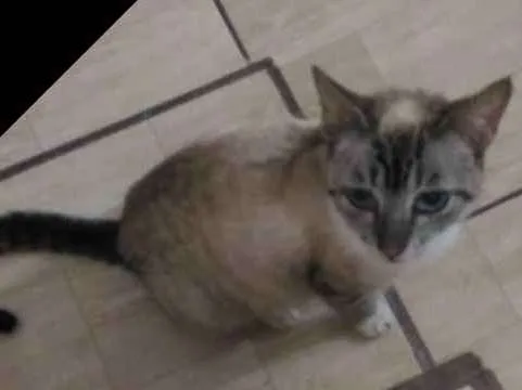 Gato ra a Sem raça definida idade 1 ano nome Gata resgatada