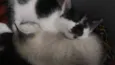 Gatinhos para adoção