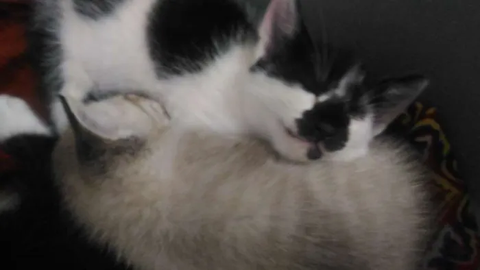 Gato ra a Sem raça definida idade Abaixo de 2 meses nome Gatinhos para adoção