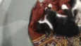 Gatinhos para adoção