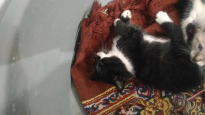 Gato ra a Sem raça definida idade Abaixo de 2 meses nome Gatinhos para adoção