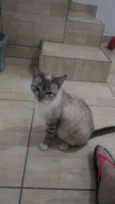 Gata resgatada