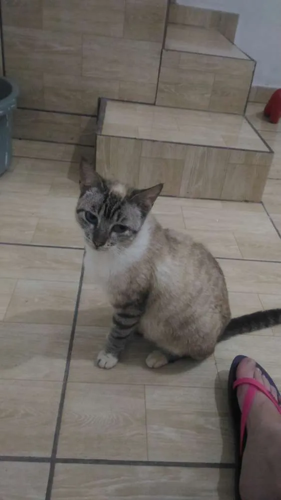 Gato ra a Sem raça definida idade 1 ano nome Gata resgatada