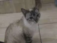 Gata resgatada
