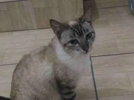 Gato ra a Sem raça definida idade 1 ano nome Gata resgatada