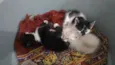 Gatinhos para adoção