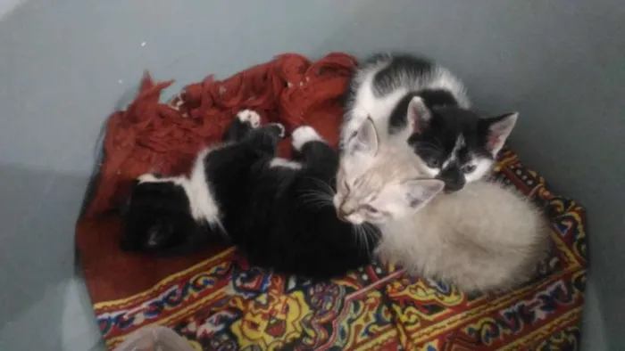 Gato ra a Sem raça definida idade Abaixo de 2 meses nome Gatinhos para adoção