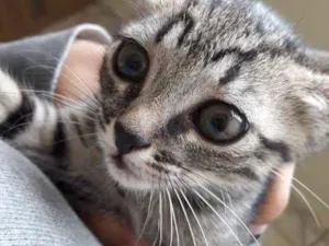 Gato raça SRD idade Abaixo de 2 meses nome Sem nome 