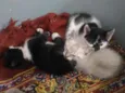 Gatinhos para adoção