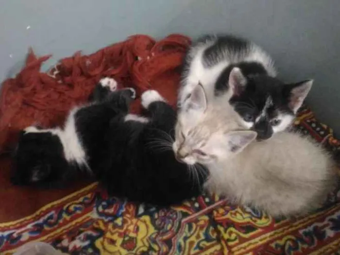 Gato ra a Sem raça definida idade Abaixo de 2 meses nome Gatinhos para adoção