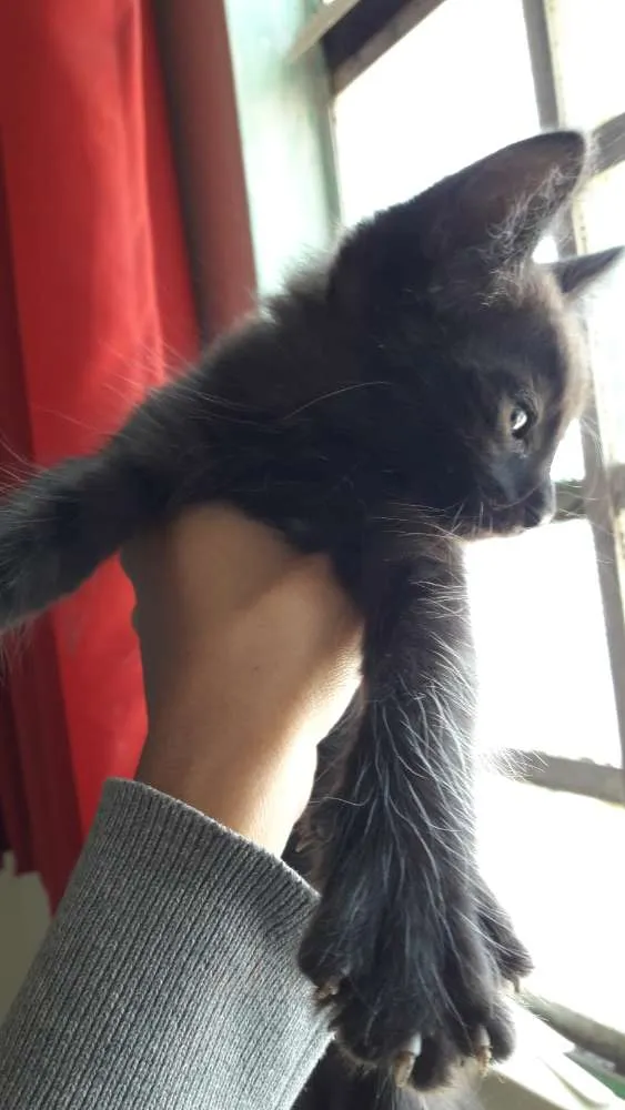 Gato ra a SRD idade 2 a 6 meses nome Sem nome 