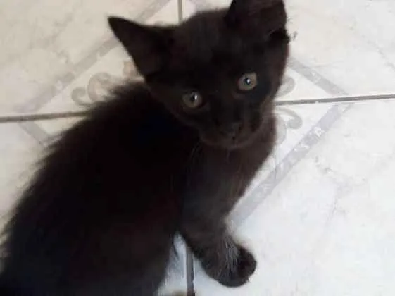Gato ra a SRD idade 2 a 6 meses nome Sem nome 