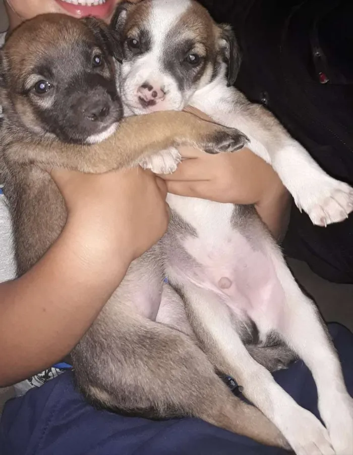 Cachorro raça Vira lata idade 2 a 6 meses nome Não tem