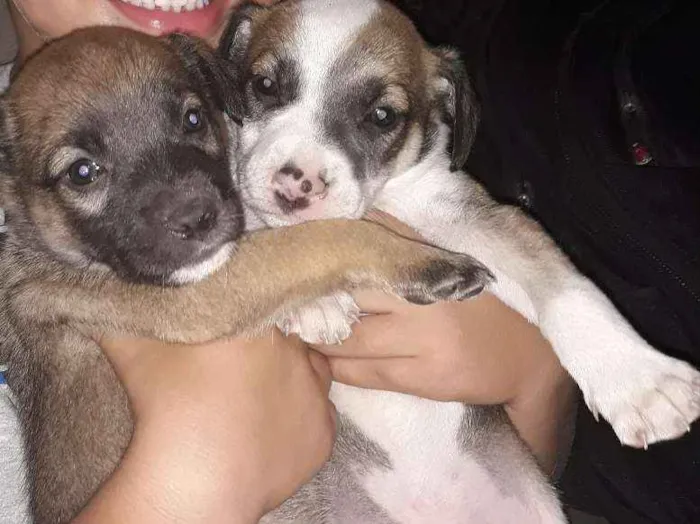 Cachorro raça Vira lata idade 2 a 6 meses nome Não tem