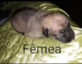 Não tem