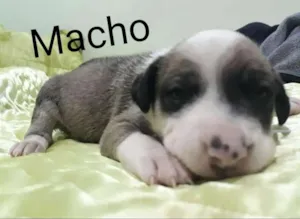 Cachorro raça Vira lata idade 2 a 6 meses nome Não tem