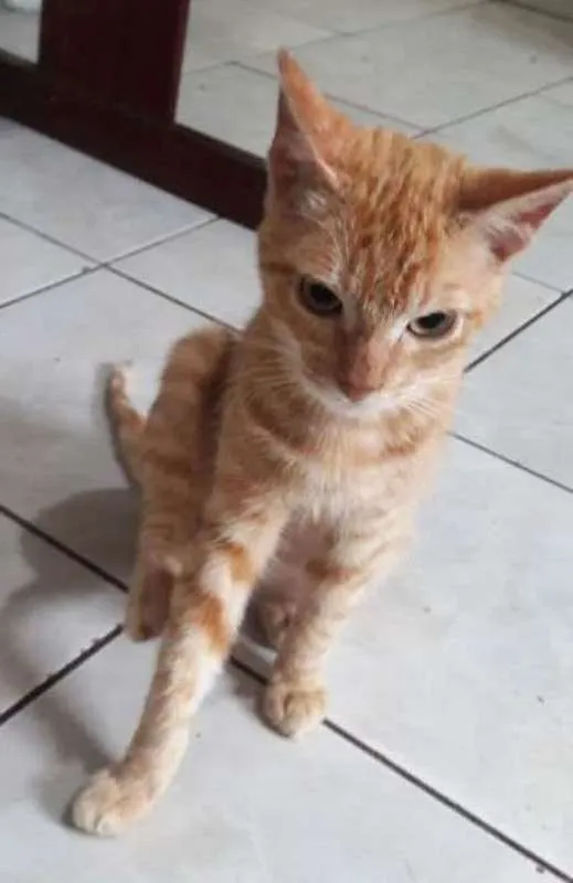 Gato ra a  idade 2 a 6 meses nome Loirinho
