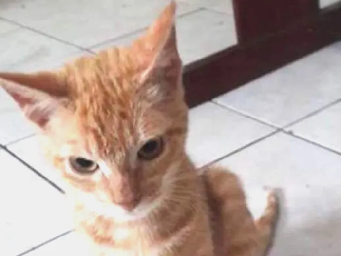 Gato ra a  idade 2 a 6 meses nome Loirinho