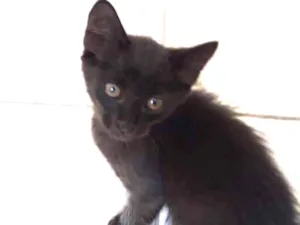 Gato raça SRD idade 2 a 6 meses nome Sem nome 