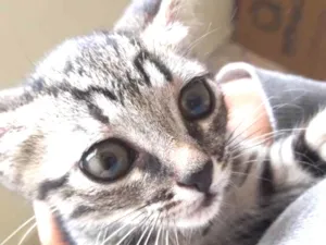 Gato raça SRD idade 2 a 6 meses nome Sem nome 