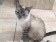 Gata resgatada