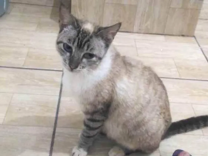 Gato ra a Sem raça definida idade 1 ano nome Gata resgatada