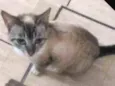 Gata resgatada
