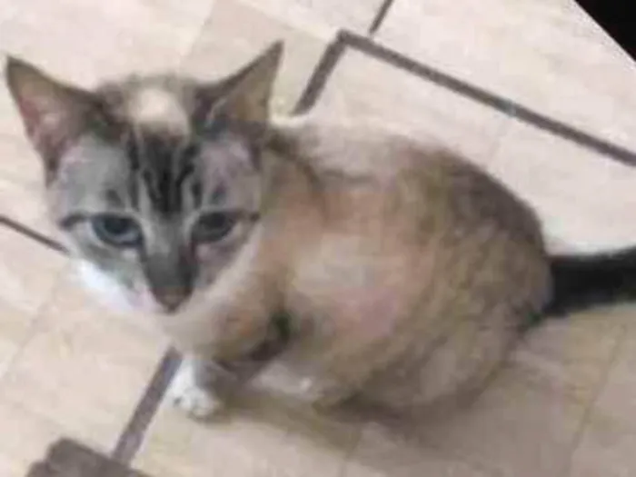 Gato ra a Sem raça definida idade 1 ano nome Gata resgatada
