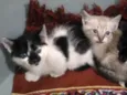 Gatinhos para adoção