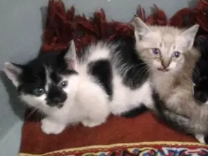 Gato raça Sem raça definida idade Abaixo de 2 meses nome Gatinhos para adoção