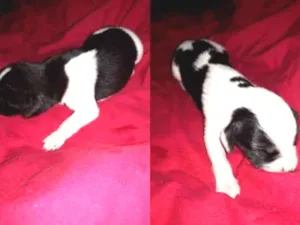 Cachorro raça Vira lata  idade Abaixo de 2 meses nome Filhotes  de cachorr
