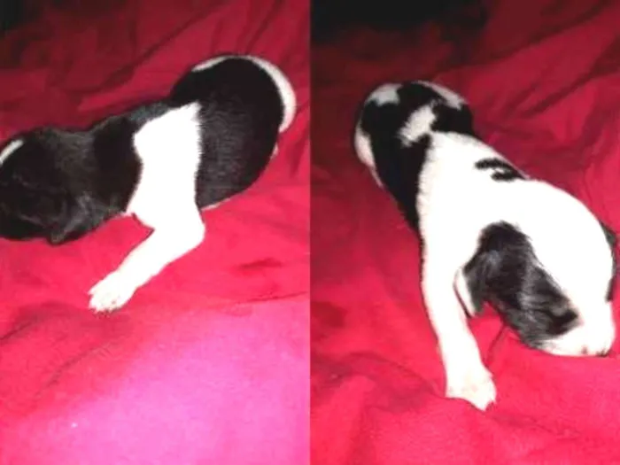 Cachorro ra a Vira lata  idade Abaixo de 2 meses nome Filhotes  de cachorr