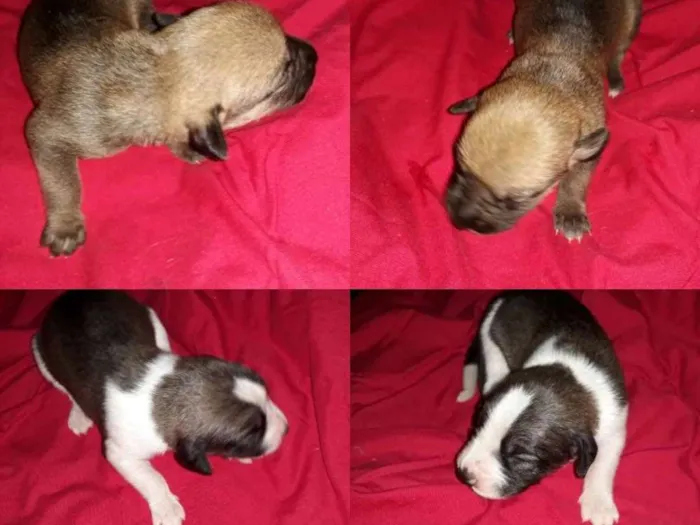 Cachorro ra a Vira lata  idade Abaixo de 2 meses nome Filhotes  de cachorr