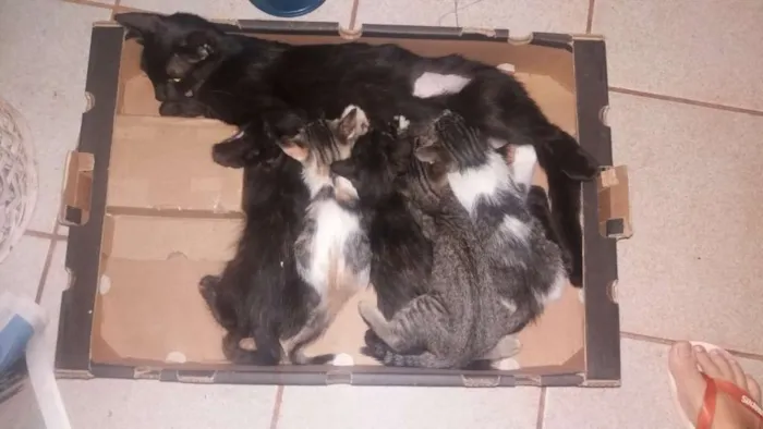 Gato ra a SRD idade Abaixo de 2 meses nome Sem nome