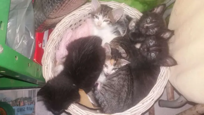 Gato ra a SRD idade Abaixo de 2 meses nome Sem nome