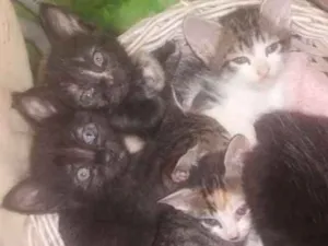 Gato raça SRD idade Abaixo de 2 meses nome Sem nome