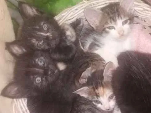Gato ra a SRD idade Abaixo de 2 meses nome Sem nome