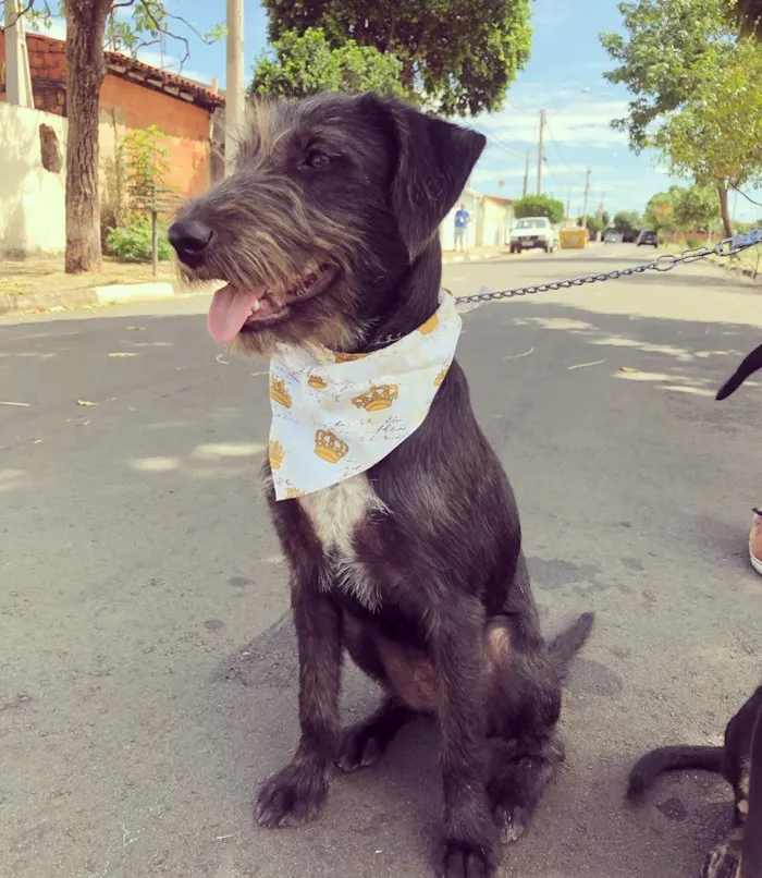 Cachorro ra a Srd idade 7 a 11 meses nome Kylo Ren 