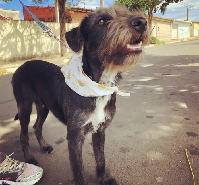 Cachorro ra a Srd idade 7 a 11 meses nome Kylo Ren 