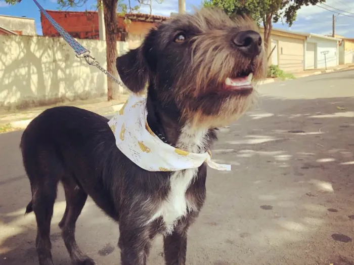Cachorro ra a Srd idade 7 a 11 meses nome Kylo Ren 
