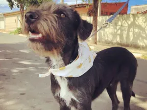 Cachorro raça Srd idade 7 a 11 meses nome Kylo Ren 