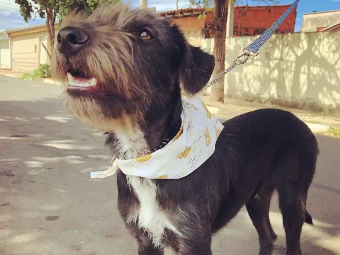 Cachorro ra a Srd idade 7 a 11 meses nome Kylo Ren 