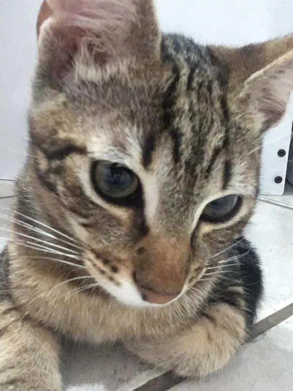 Gato ra a SRD idade 2 a 6 meses nome Alisson