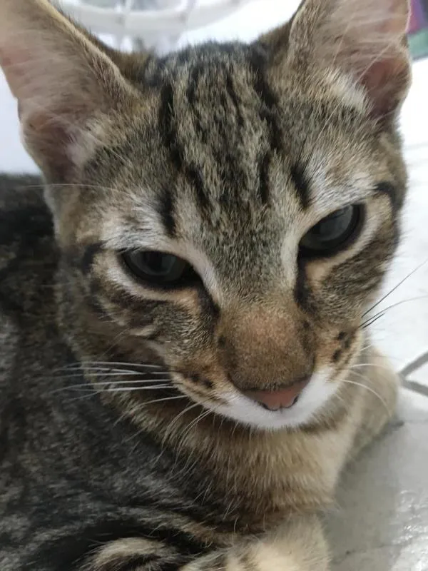 Gato ra a SRD idade 2 a 6 meses nome Alisson