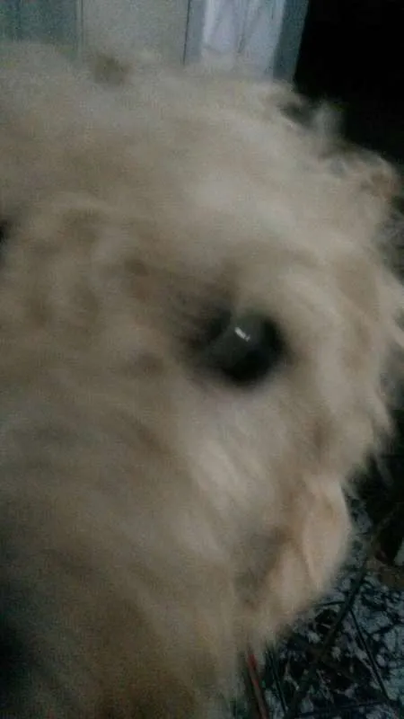 Cachorro ra a viralata idade 2 anos nome Alvin