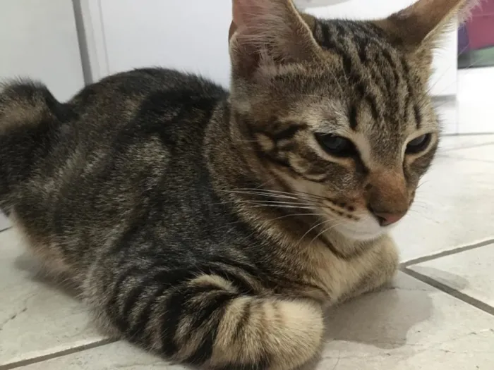Gato ra a SRD idade 2 a 6 meses nome Alisson
