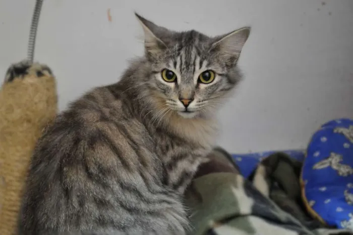 Gato ra a SRD idade 7 a 11 meses nome Maluma