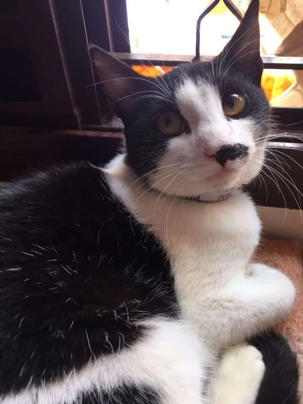 Gato ra a SRD idade 7 a 11 meses nome Sub-Zero